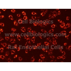 Rat Primary Thymus Endothelial Cells